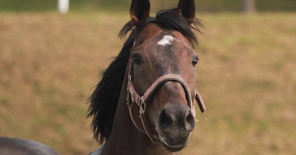 ルドルフからテイオー、そして… 「名馬の血統を絶やすな」 競馬