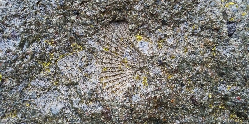 相模原で化石発見 二枚貝 カネハラニシキ 神奈川 毎日新聞