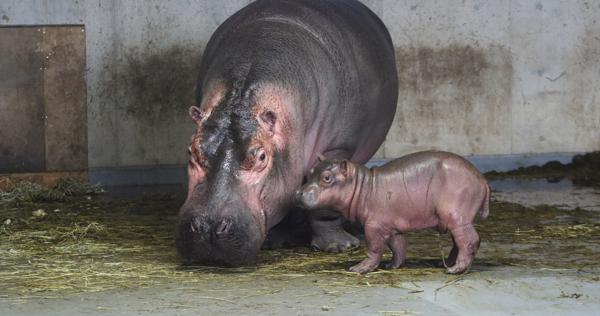 旭山動物園でカバの赤ちゃん誕生 すくすく育ち 27年ぶり繁殖成功 毎日新聞
