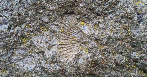 鮑の化石　レア 鮑の化石 レア