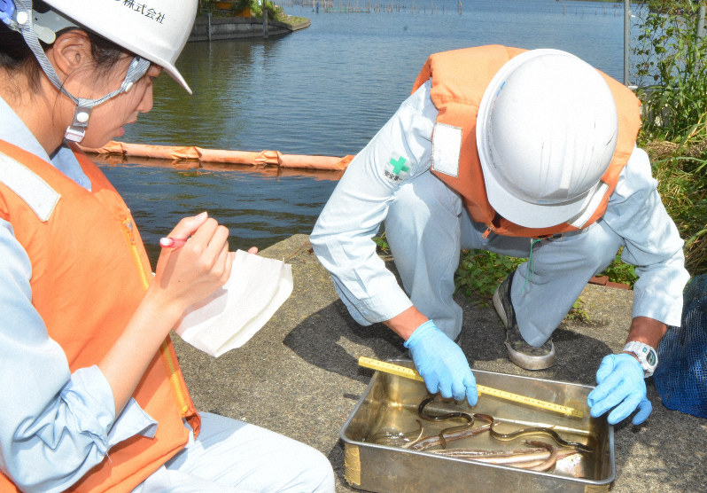 牛久沼(奥)に遡上したニホンウナギを調査する研究員=龍ケ崎市で2019年9月12日、安味伸一撮影