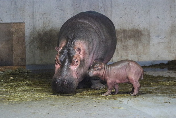 Hokkaido's Asahiyama Zoo welcomes first hippo calf in 27