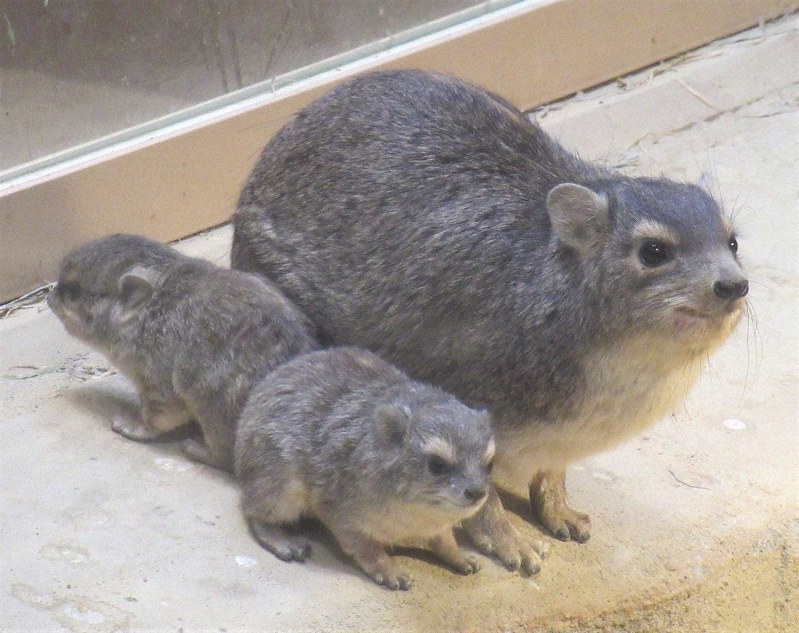 ハイラックスの赤ちゃん誕生 国内初 埼玉の動物園 東京 毎日新聞 ハイラックスの赤ちゃん誕生 国内初 埼玉の動物園 東京 毎日新聞