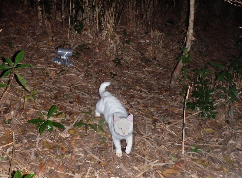 Rare rat and other Okinawan species under threat from feral cats - The ...