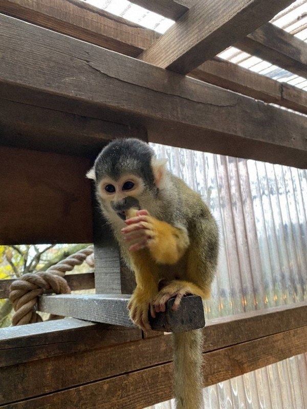 行方不明になっているリスザルのうちの1匹=伊豆シャボテン動物公園提供