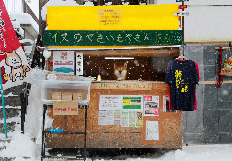 柴犬のケン 札幌の焼き芋店で店番 海外観光客にも人気 毎日新聞