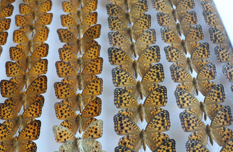 ヒョウモン、ジャノメ蝶標本箱 アンティーク・1円出品】ドイツ箱 標本