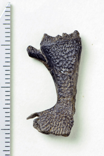 国内最古「カメ」の化石発見 徳島の白亜紀前期地層で 福井県立