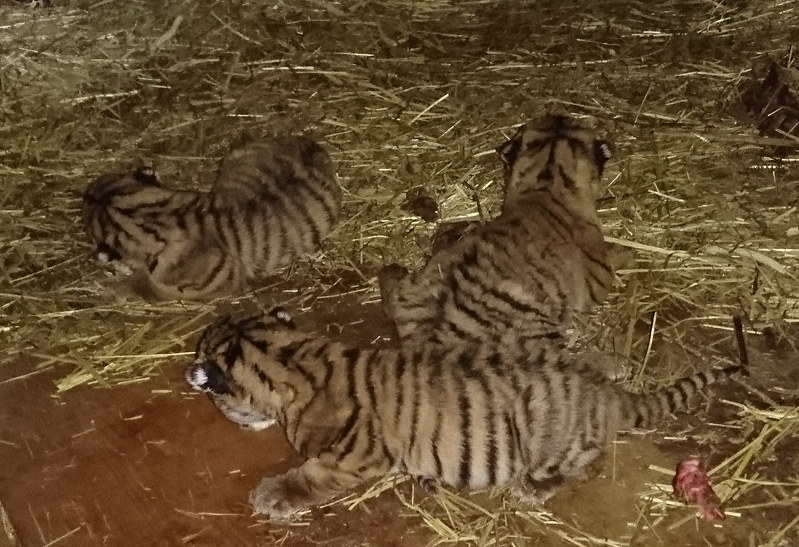 1日に生まれたアムールトラの赤ちゃん=北海道の旭山動物園提供
