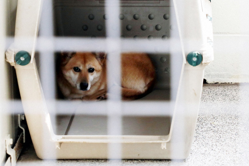柴犬のケン 札幌の焼き芋店で店番 海外観光客にも人気 毎日新聞