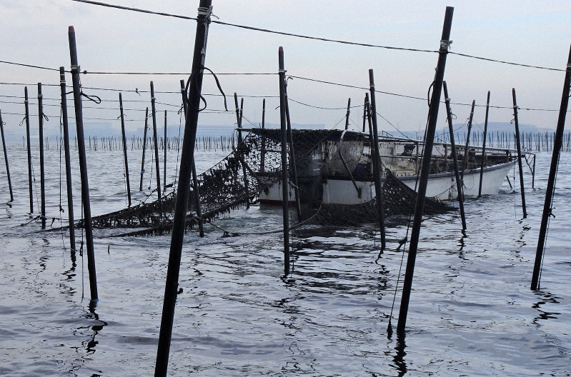 千葉 船橋のノリ漁最盛期 伝統の 竹ひび式 でうまみ凝縮 毎日新聞
