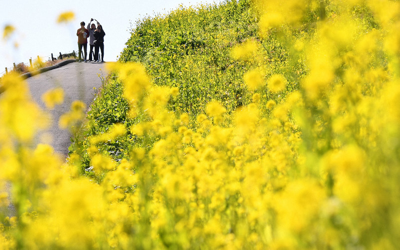 一面の黄色 ひとあし早く春実感 千葉 マザー牧場 毎日新聞