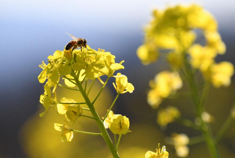一面の黄色 ひとあし早く春実感 千葉 マザー牧場 毎日新聞