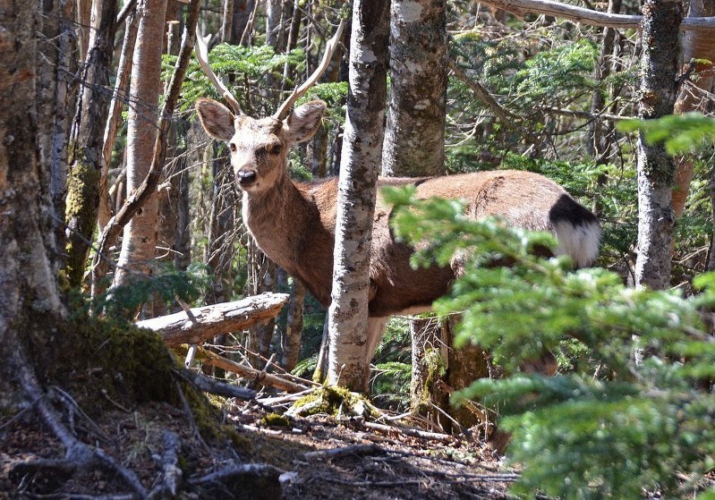 登山道近くの樹林帯に現れたニホンジカの雄=長野、山梨県境の奥秩父主脈で2019年5月25日午後2時38分、武田博仁撮影