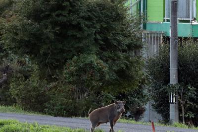 帰還困難区域の雑木林から川を渡ってきたイノシシの親子＝福島県浪江町で２０１７年９月２１日午後５時２７分、喜屋武真之介撮影
