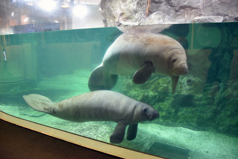 アメリカマナティーの雌のニール(上)と雄のベルグ=高松市屋島東町で、山口桂子撮影
