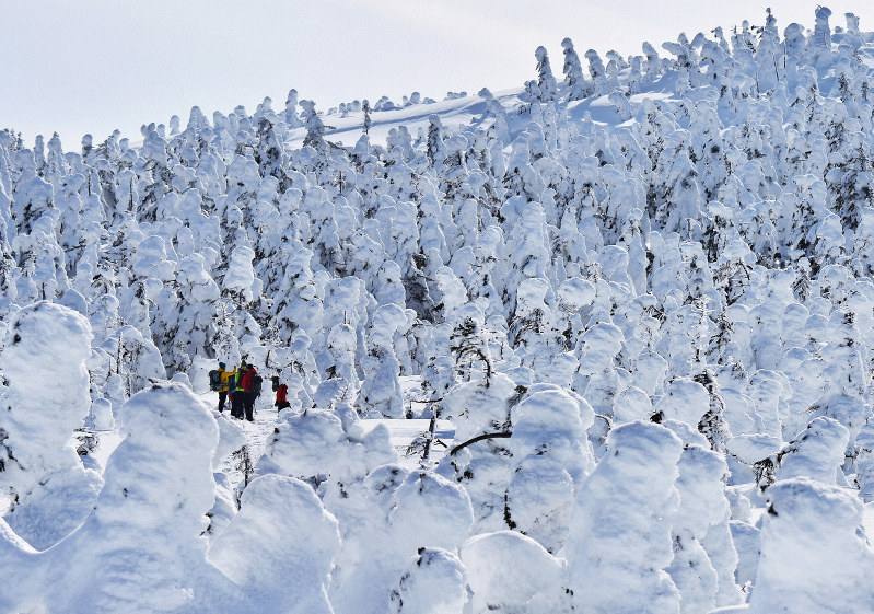 大群の リトルモンスター 樹氷が見ごろ 西吾妻山 毎日新聞 大群の リトルモンスター 樹氷が見ごろ 西吾妻山 毎日新聞