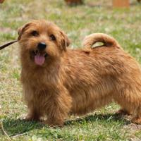 「動物病院で適切な医療を受けられずに死亡した」と飼い主が訴えるノーフォークテリアのラドウィン=原告提供