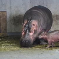 カバの親子＝旭山動物園提供