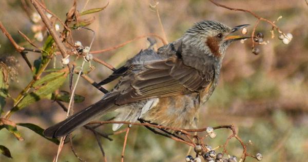 本明川の鳥たち ヒヨドリ 蜜に夢中 顔中花粉だらけ 長崎 毎日新聞