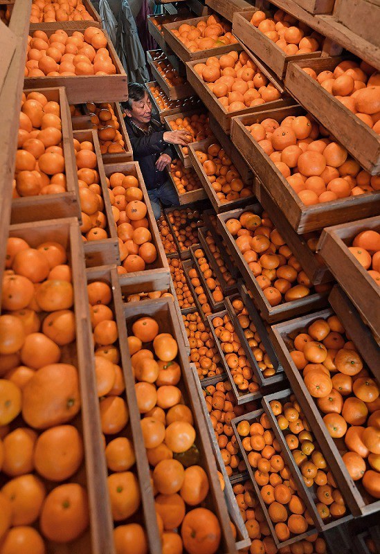 In Photos 'Aged' Japanese mandarin oranges provide sweet local