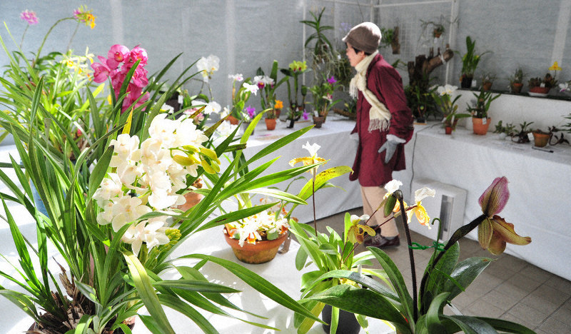 色とりどりの花を咲かせる洋ラン=福知山市猪崎の都市緑化植物園で、佐藤孝治撮影