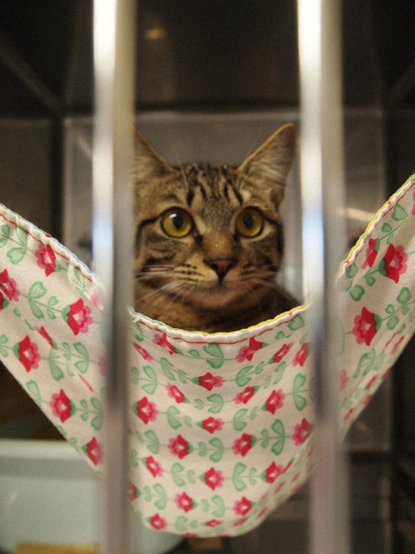 譲渡猫室で飼い主を待つ猫