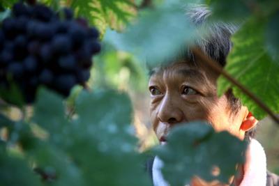 収穫期を迎えた欧州系黒ブドウ生育状況を確認する仲村現二さん＝大阪府羽曳野市小芝地区で2019年8月、高尾具成撮影