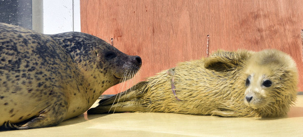 ふわふわ 今だけ アクアスにアザラシの赤ちゃん 島根 毎日新聞