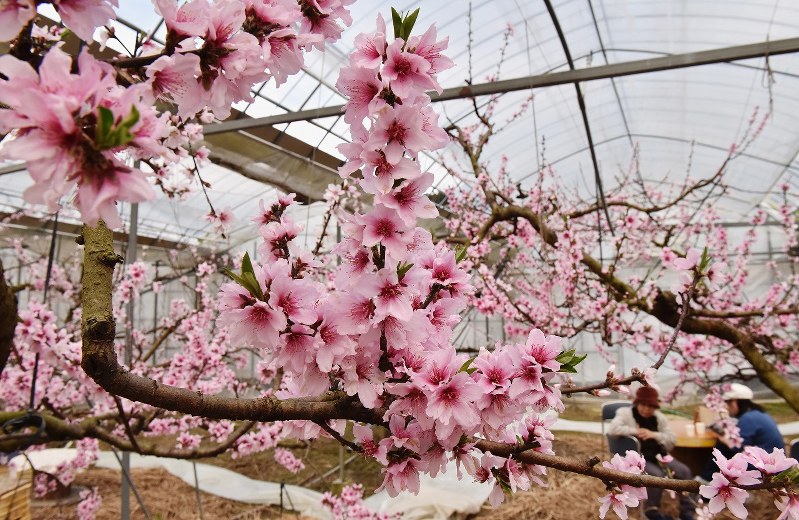 ハウスを染めるピンク 桃の花満開 新型コロナ余波 貸し切り の花見に 写真特集1 5 毎日新聞