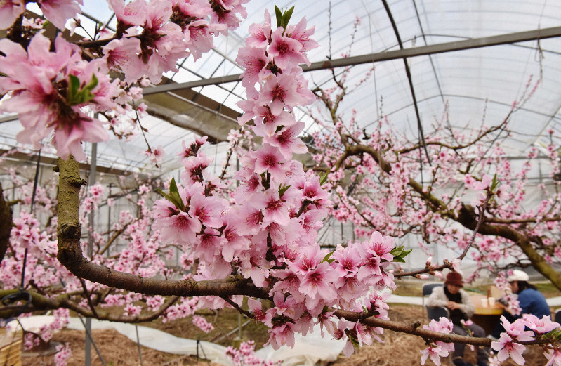 満開となったハウス内の桃の花=佐賀県唐津市七山滝川の七山ももの花見園で2020年3月3日、田鍋公也撮影