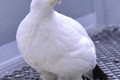 いしかわ動物園から来た雌のライチョウ＝富山市ファミリーパーク提供
