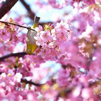 河津桜の枝に止まって逆さまになりながら蜜を吸うメジロ＝京都市伏見区で、川平愛撮影