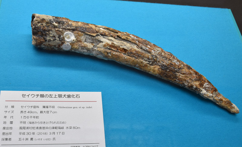 青森県立郷土館で展示されているセイウチの牙の化石=青森市本町の県立郷土館で2020年3月4日午後1時10分、江沢雄志撮影