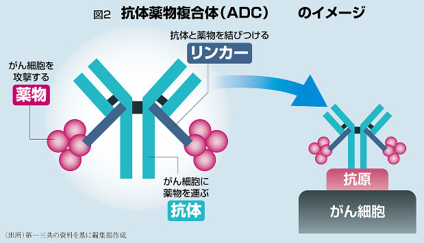 がんが治る 見つかる ：抗体薬物複合体 乳がん薬「エンハーツ