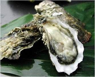 大量死を乗り越え、身が入った「的矢湾のかき」=三重県志摩市提供