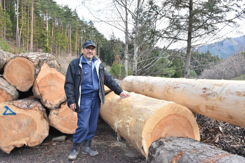 作業現場のアカマツの横に立つ及川喜久平さん=岩手県大船渡市で、山田豊撮影