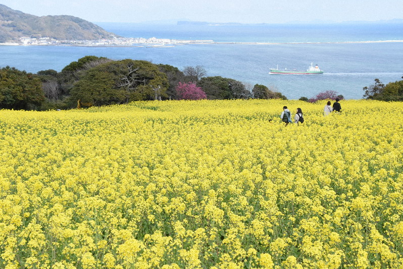 菜の花50万本 黄色のじゅうたん 絶景 海とのコントラスト 福岡 能古島 毎日新聞