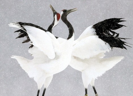 Japan Photo Journal: Farewell frolic