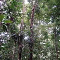 久世濃子さんは高さ約１０メートルの木の上にいる大人の雄のオランウータン（白丸内）を観察した＝マレーシア・サバ州で２０１９年７月、久世さん撮影