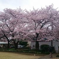 満開の桜=東京都豊島区西池袋で2016年春