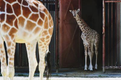 １歩だけ外に出て、周囲の様子をうかがう赤ちゃんキリン。この日はこれが限界だったが、前日には母親の後をついて元気に散歩していたという＝福岡市中央区の市動植物園で２０２０年３月１２日、須賀川理撮影