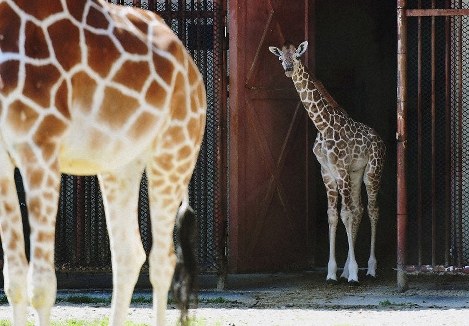 Japan Photo Journal: A tall order