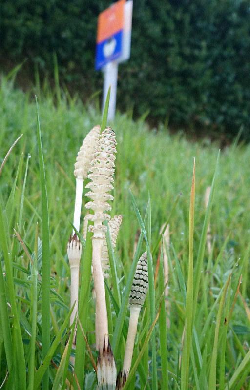 春うれし 王寺 葛下川沿いツクシ 奈良 毎日新聞