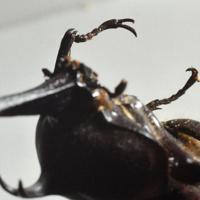 カブトムシの脚の先にも鋭い爪がついています