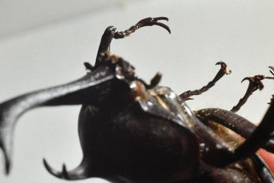 カブトムシの脚の先にも鋭い爪がついています