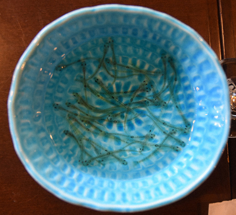 春の味 シロウオどうぞ おどり食い メニューに登場 道の駅 萩しーまーと 山口 毎日新聞