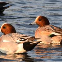 ヒドリガモ＝長崎県諫早市で、足立旬子撮影