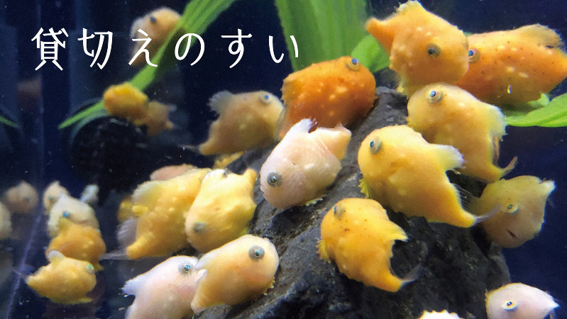 カラフルで丸いフウセンウオの様子が楽しめる無料動画「貸切えのすい」=新江ノ島水族館提供