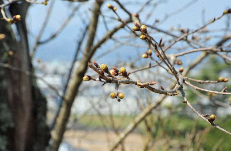 綾部の桜だより 市内４カ所 ｓｎｓなどで情報 京都 毎日新聞